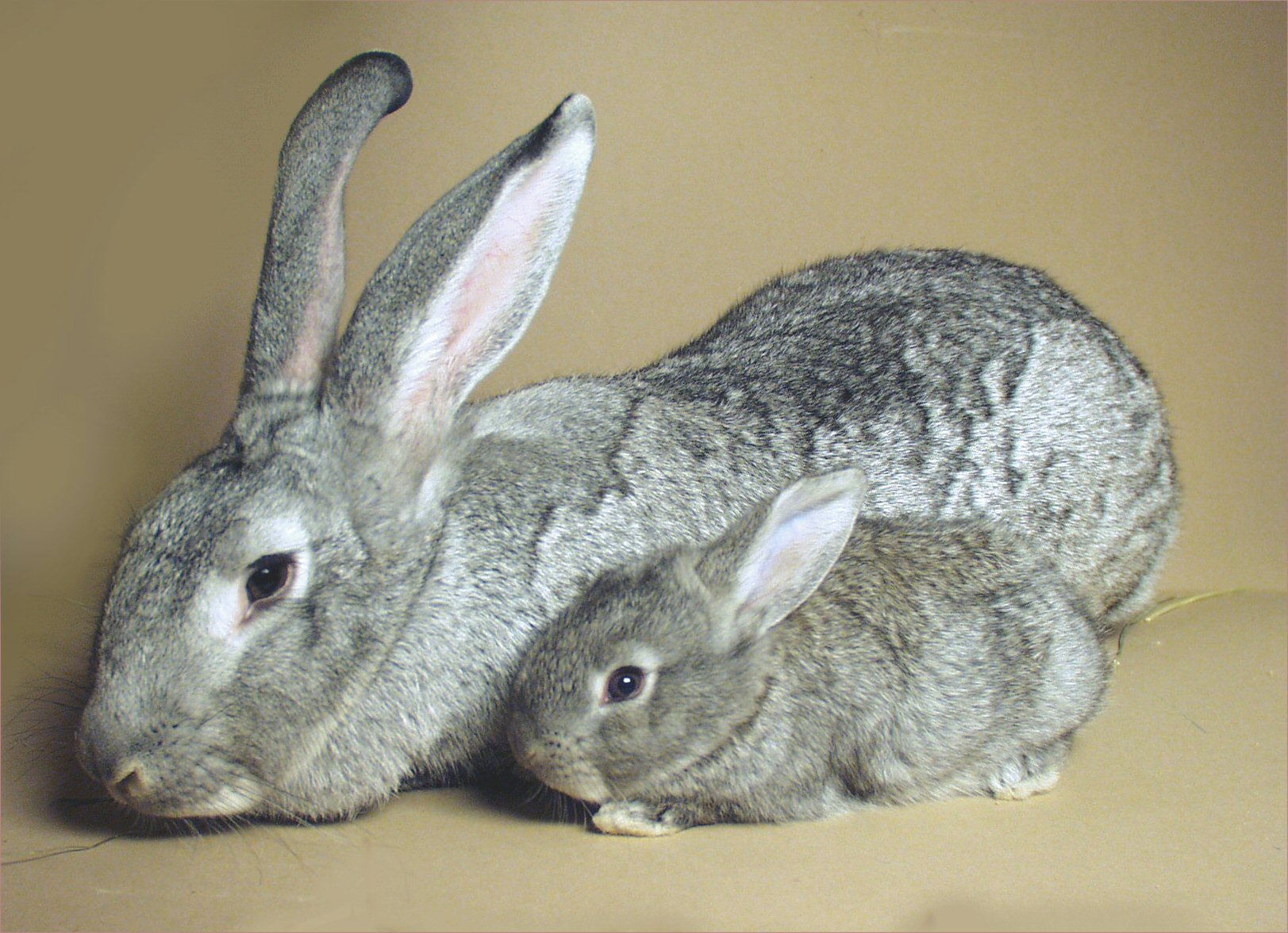 Кролики породы шиншилла